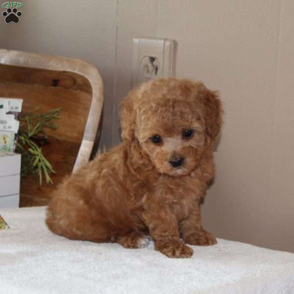 Royal Ann, Toy Poodle Puppy